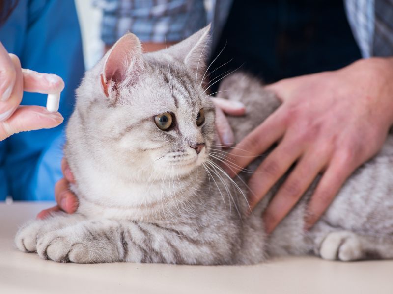 Cat at the vet with medication