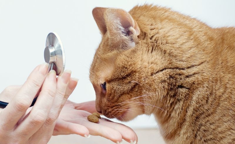 Cat sniffing a treat from veterinary staff