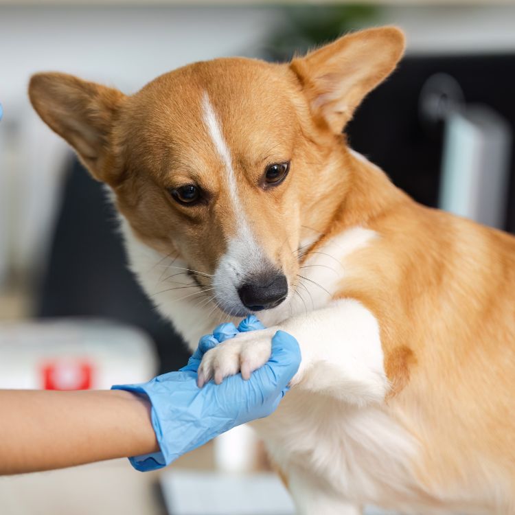 Corgi looking at a person's hand