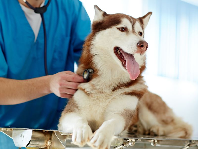 Dog being examined by a veterinarian