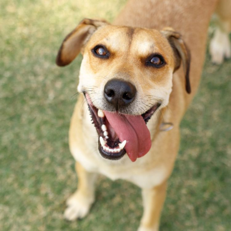 Dog with his tongue out