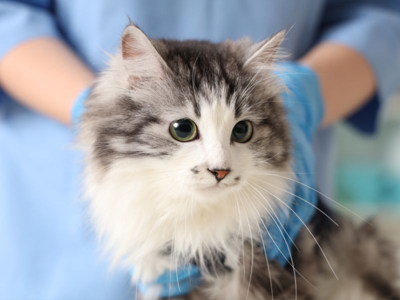 Kitten being examined by vet