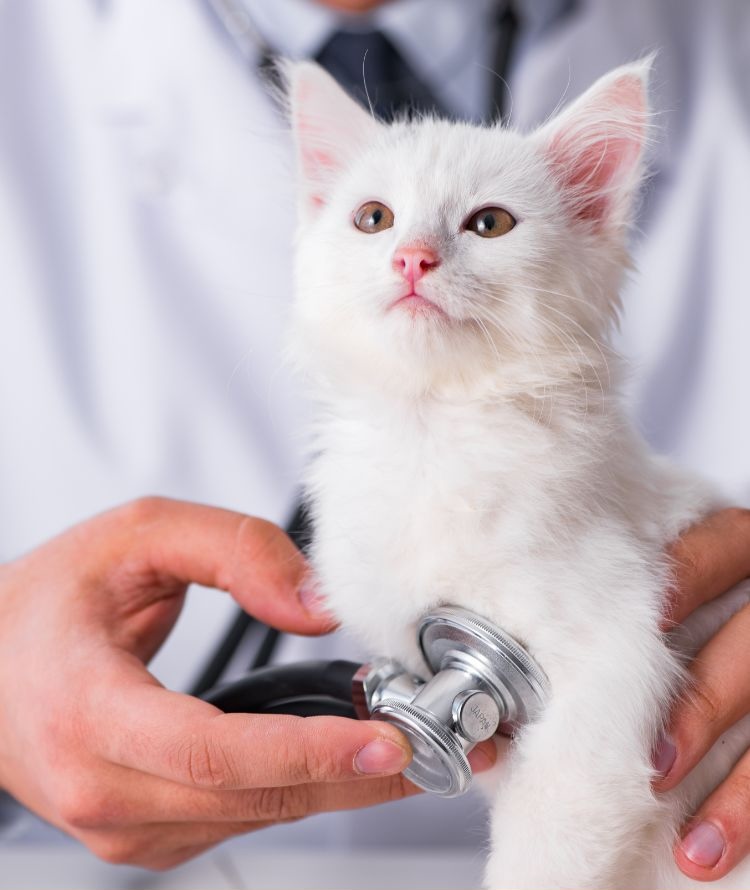 Vet examining a kitten