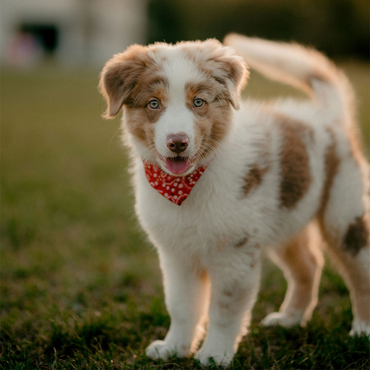 Puppy sniffing a stethoscope