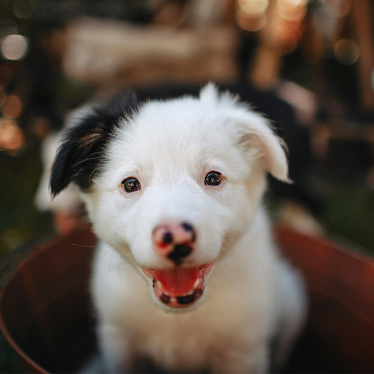 Puppy sniffing a stethoscope