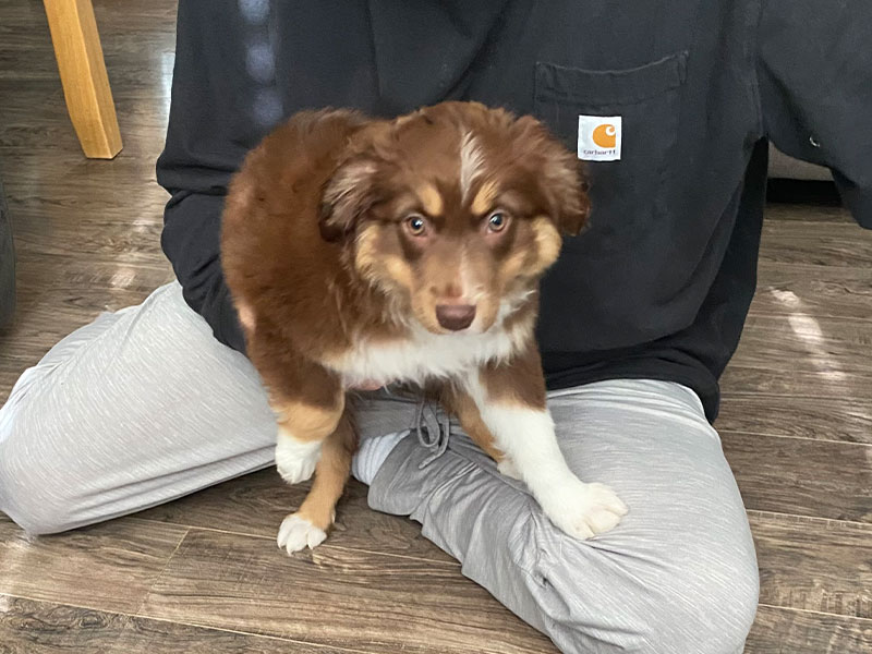 Brown puppy sits on human's lap