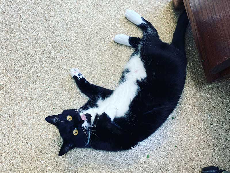 Tuxedo cat on back, playful