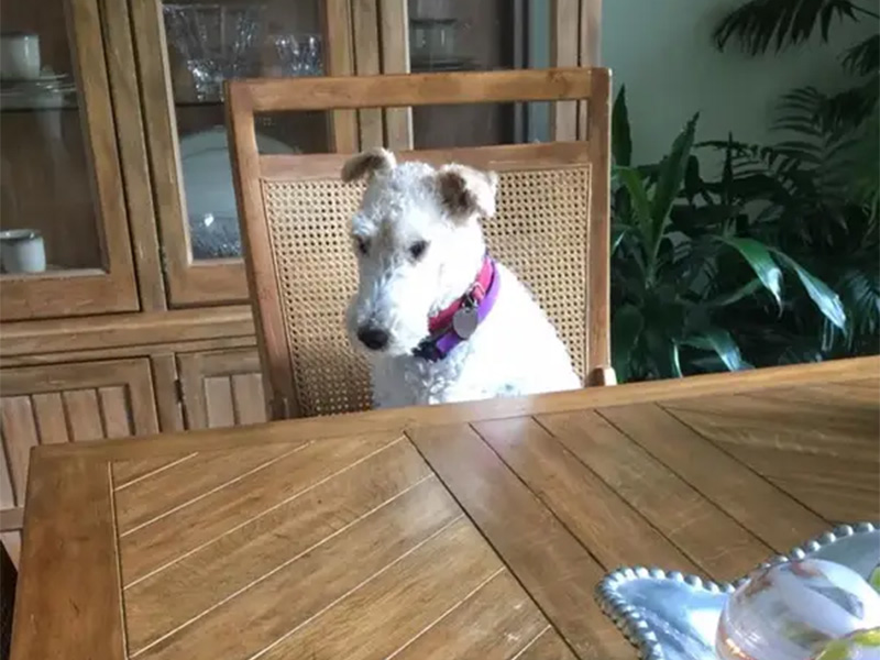 Dog sitting at the dinner table