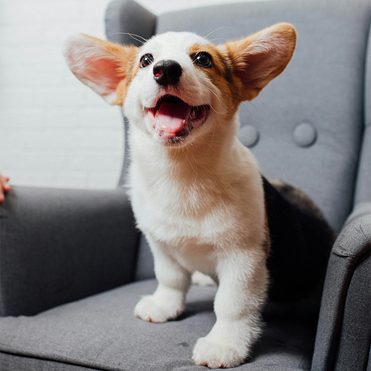 Puppy sniffing a stethoscope