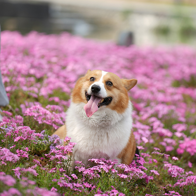 Puppy sniffing a stethoscope
