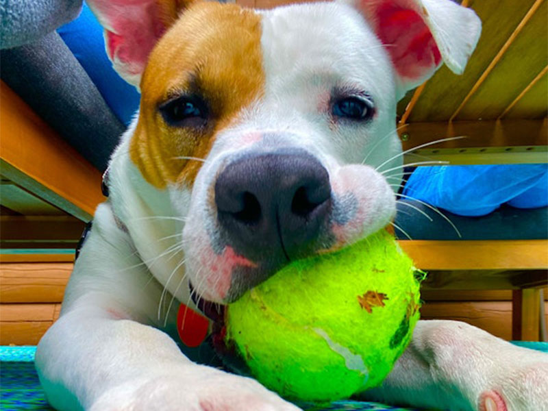 Dog holding tennis ball close-up