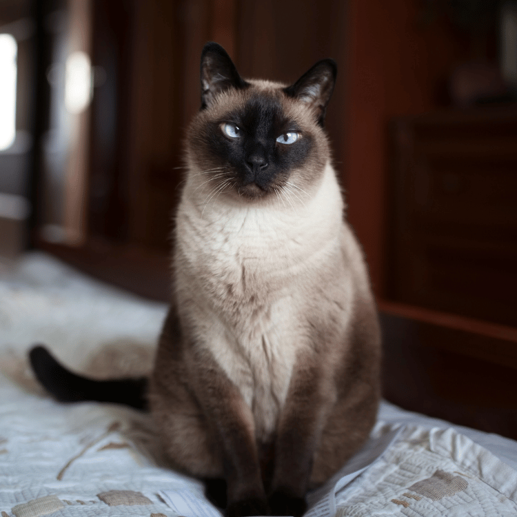 Puppy sniffing a stethoscope