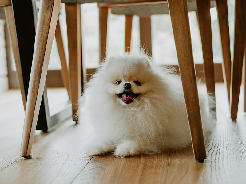 Fluffy dog under wooden chair.