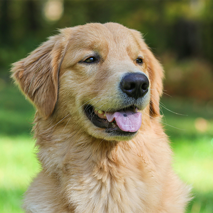 Puppy sniffing a stethoscope