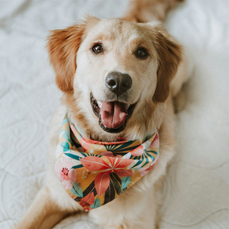 Puppy sniffing a stethoscope
