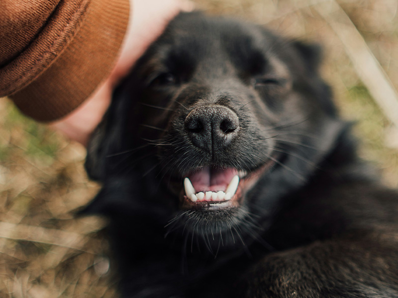 Happy dog enjoys head pats
