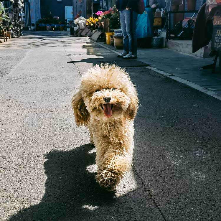 Puppy sniffing a stethoscope
