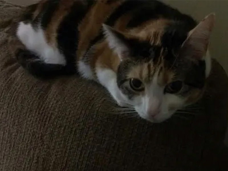 Calico cat lounging on couch.