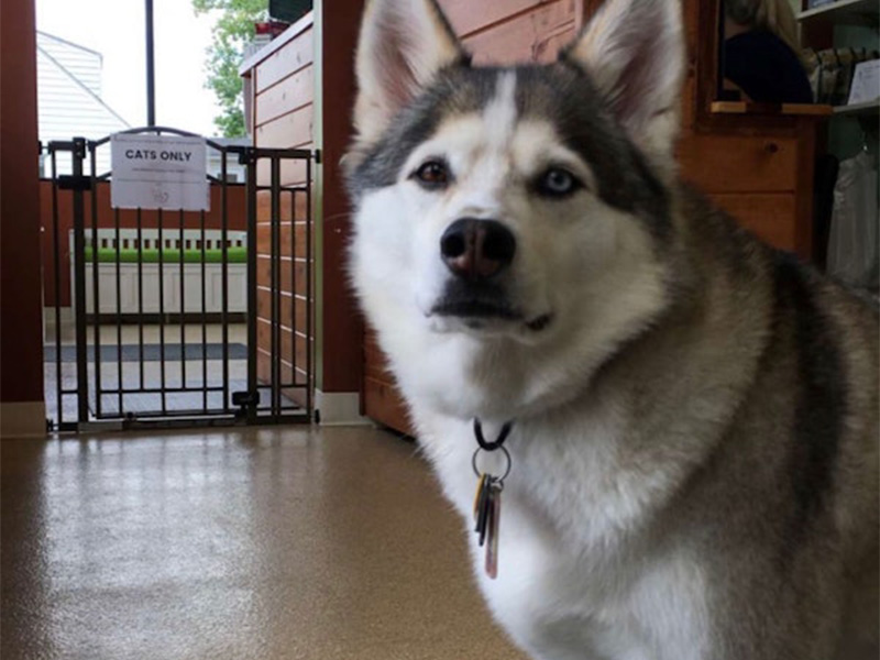 Husky with heterochromia standing indoors.