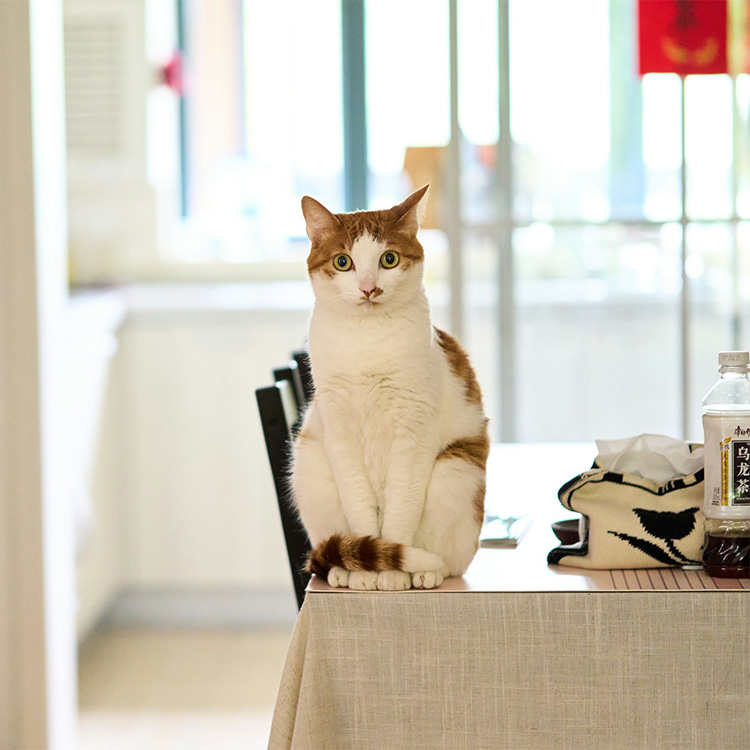 Puppy sniffing a stethoscope