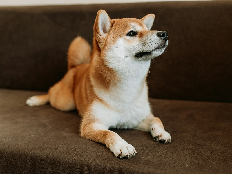 Shiba Inu dog on brown couch