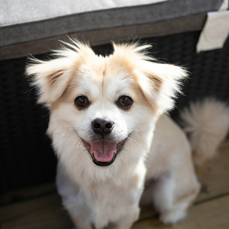 Puppy sniffing a stethoscope