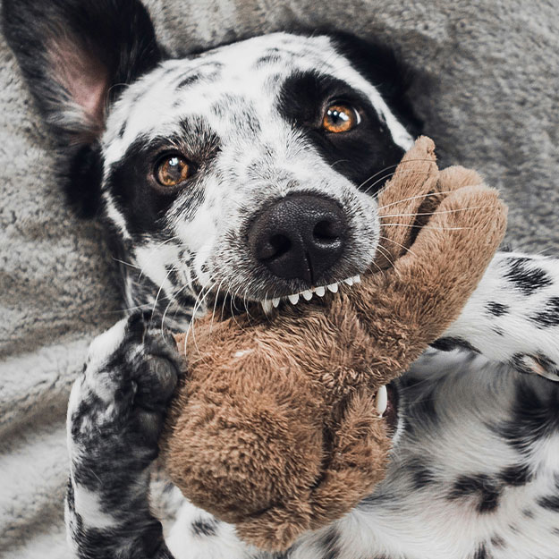 Spotted dog chews stuffed toy.