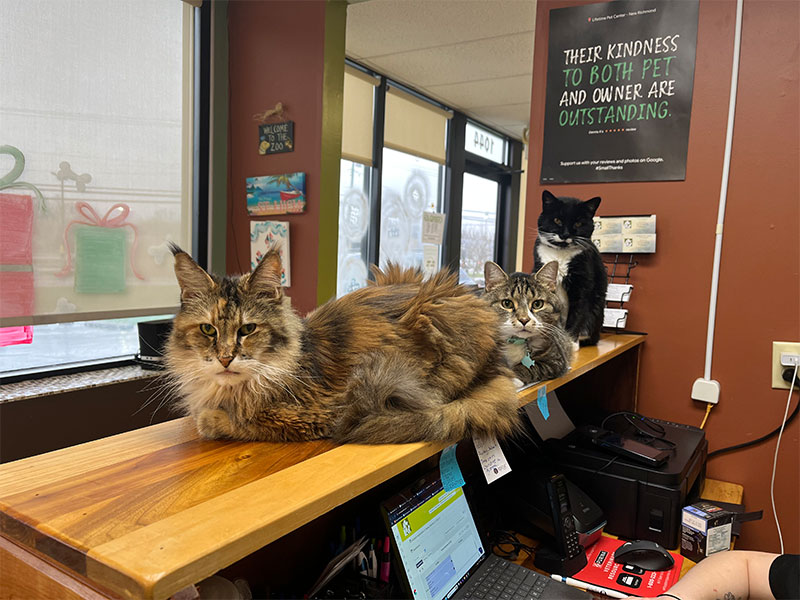 Three cats guarding reception desk.