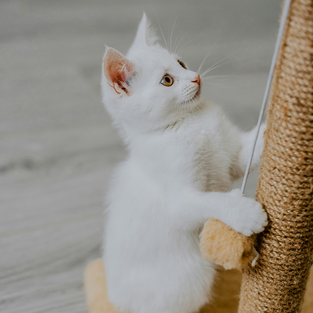 White kitten scratching post playfully