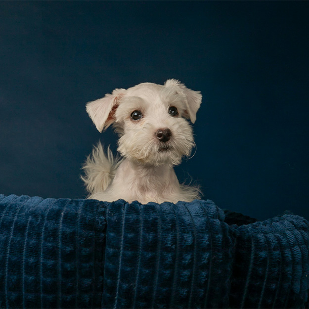 White puppy peers from blue bed