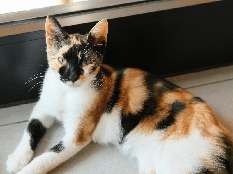 calico cat laying by a window in the sun
