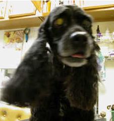 Dog next to a kennel