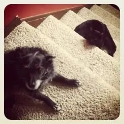 Dog next to a kennel