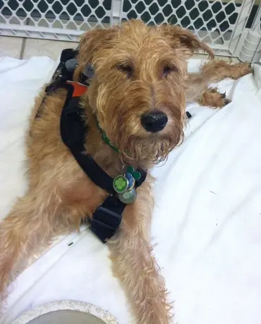 Dog next to a kennel