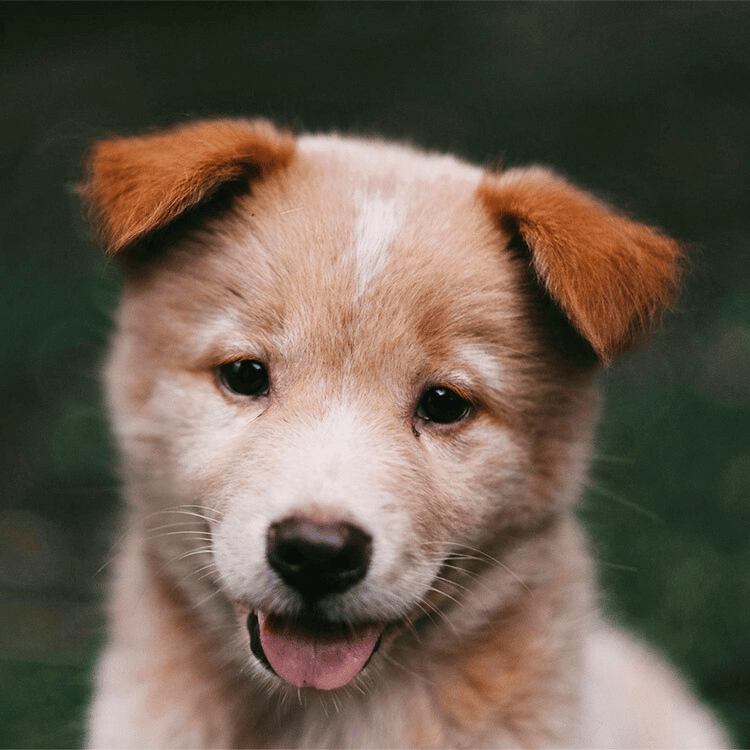 Puppy sniffing a stethoscope