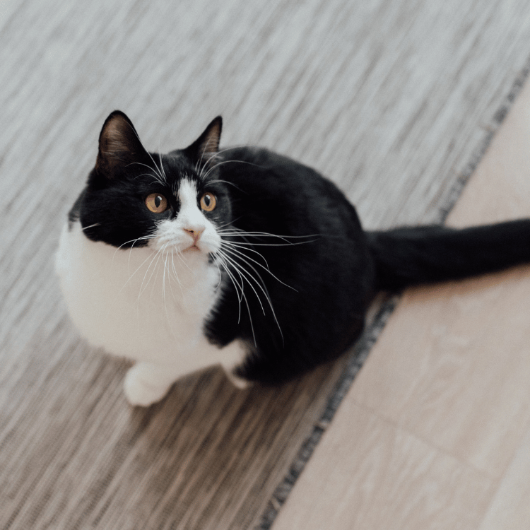 Puppy sniffing a stethoscope