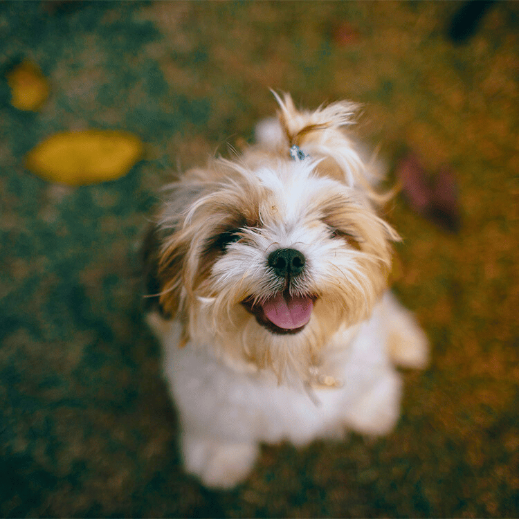 Puppy sniffing a stethoscope