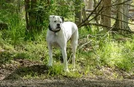 Old dog looking at camera