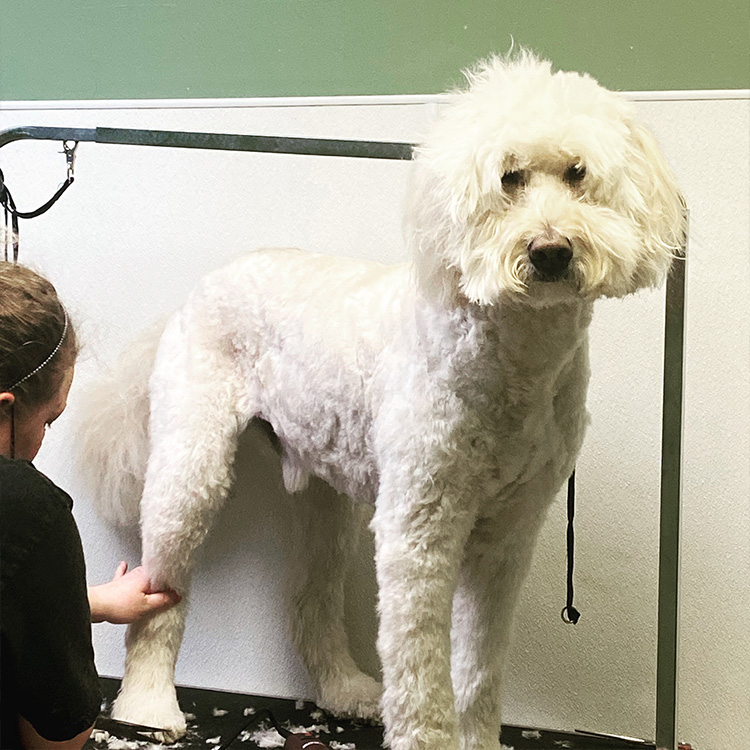 Puppy sniffing a stethoscope