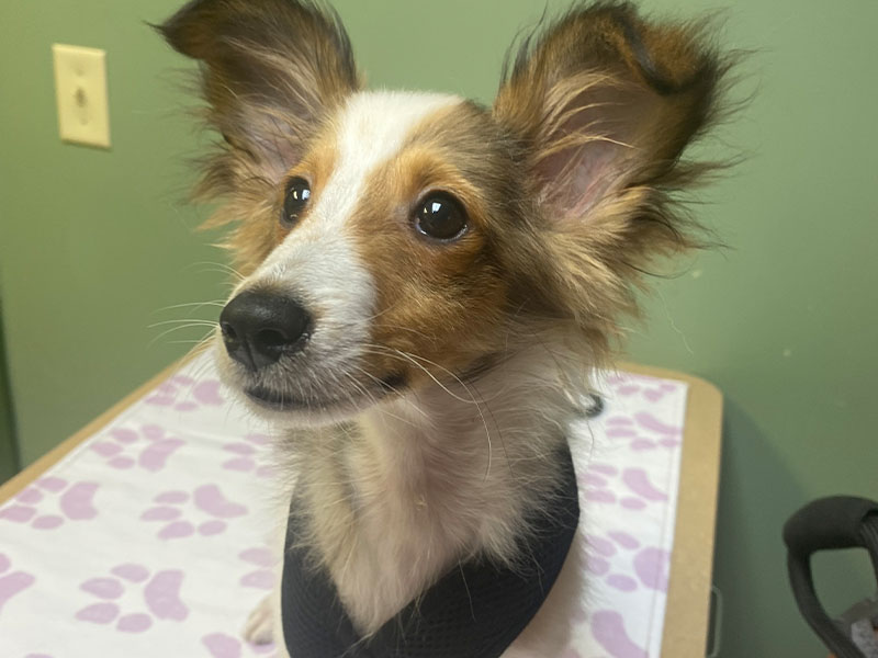 Fluffy puppy vet visit