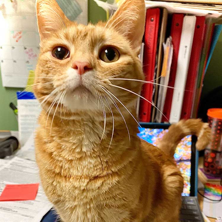 Oscar the ginger cat