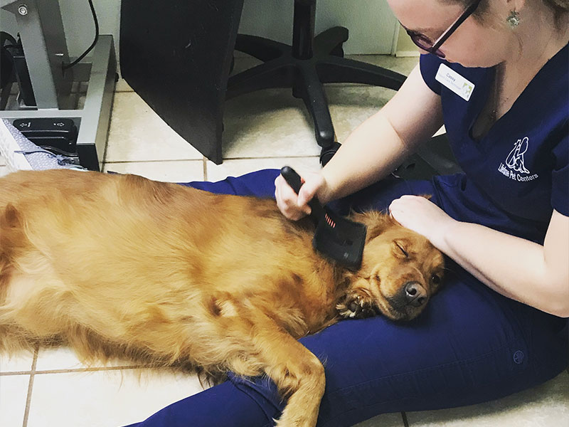 Person grooming golden retriever