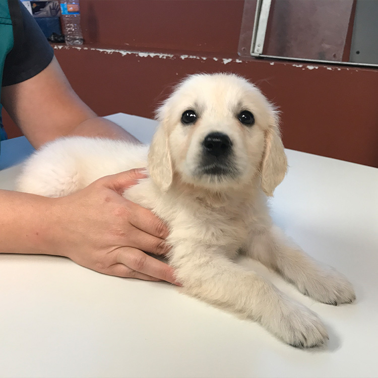 Corgi looking at a person's hand